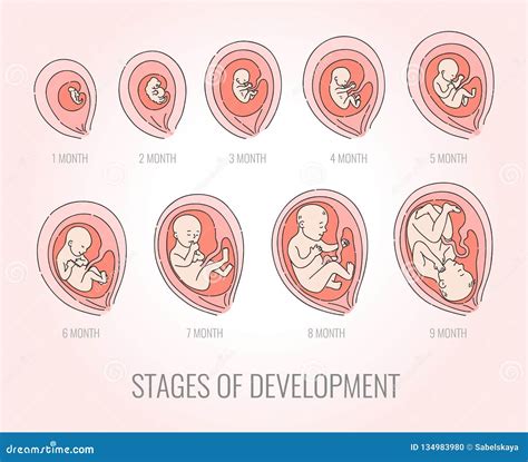 etapas del embarazo mes a mes-1